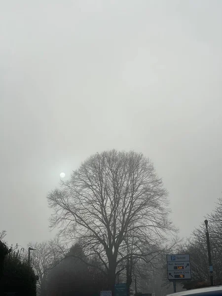 Silhouette Big Trea Grey Sky Foggy Day — Φωτογραφία Αρχείου