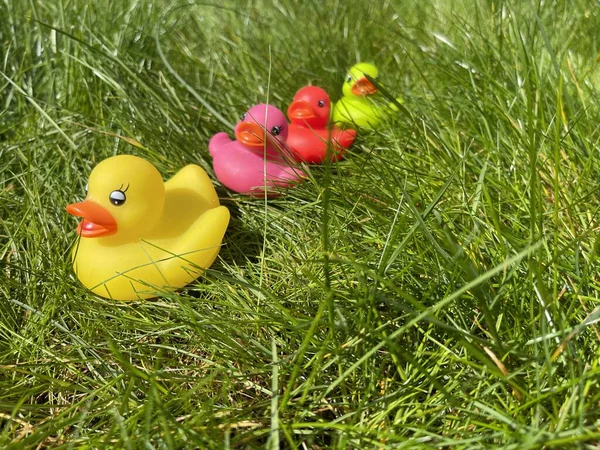 Diverse family of rubber ducks in green grass in the sun