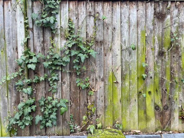 Wild Ivy Growing Wooden Fence — Stock Photo, Image