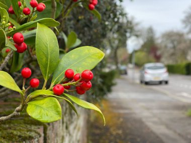 Seçici odak noktası skimmia japonica kırmızı böğürtlen, arka planda araba yolu