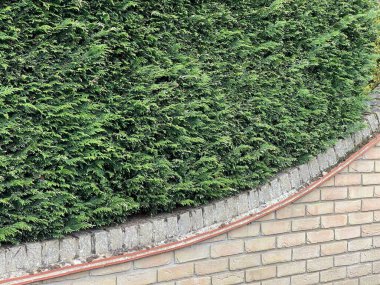 Yeşil çitin kırpılmış görüntüsü.