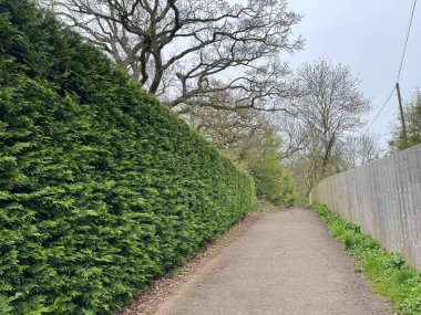 İkamet alanındaki patika boyunca yeşil çit.