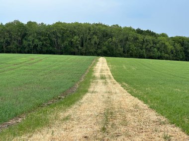 Gri gökyüzünün altındaki tarlada yürüyüş yolu