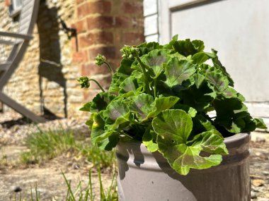 Tuğla evin önündeki yeşil saksı bitkisini kapat.