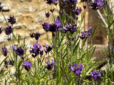 Güneşli bahçede yetişen lavanta çiçekleri.