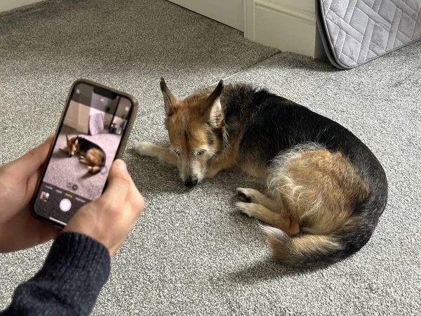 Unrecognizable Man Taking Photo Dog Smart Phone Selective Focus — Stock Photo, Image