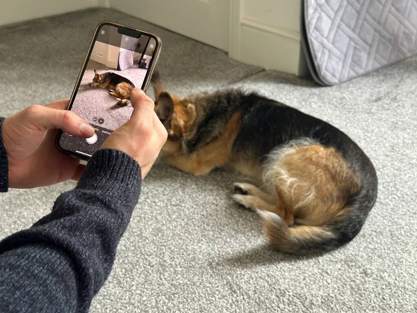 Selective Focus Smartphone Unrecognizable Man Taking Photo Dog Home — Stock Photo, Image