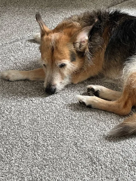 Cropped shot of a cute fluffy dog sleeping on grey carpet