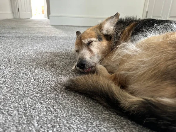 Вырезанный Снимок Милой Собаки Спящей Высунутым Языком Копирующий Пространство — стоковое фото
