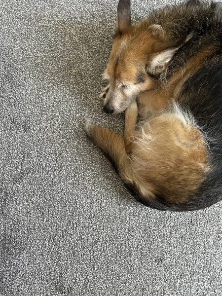 睡在灰色地毯上的可爱杂交种狗的剪影 — 图库照片
