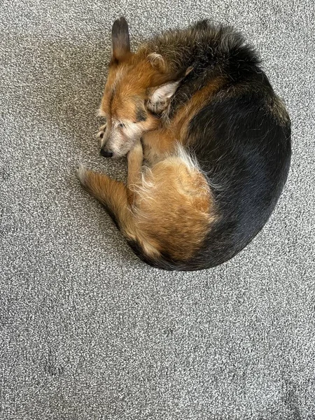 Вертикальный Снимок Милой Собаки Приюта Смешанной Породы Спящей Сером Ковре — стоковое фото