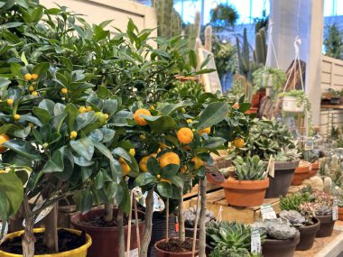 Bahçe merkezinde satılık küçük portakal ağaçları.
