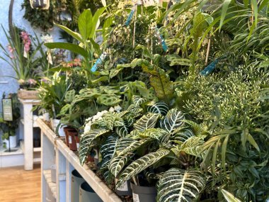 Bahçe merkezinde satılık bir sürü saksı bitkisi var.