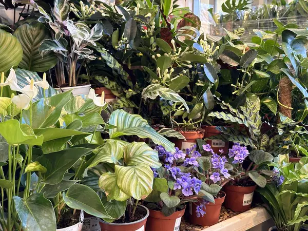 Potted plants and flowers for sale at garden center