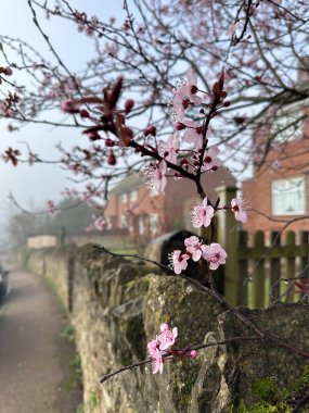 Ağaçta kiraz çiçekleri, arka planda sisli bir sabah caddesi.