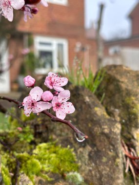 Güzel pembe kiraz çiçeklerine yakın ağaçtaki sakura çiçekleri, arka plandaki tuğla ev