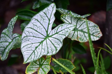Bahçede güzel tropikal yapraklar