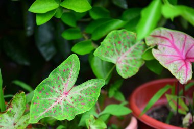 Bahçede güzel tropikal yapraklar