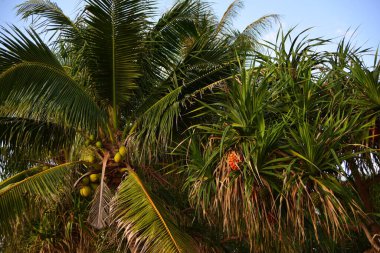 Pandanus tectorius 'un ağaçlarında asılı meyveler veya deniz kıyısındaki Pandanus odoratissimus 