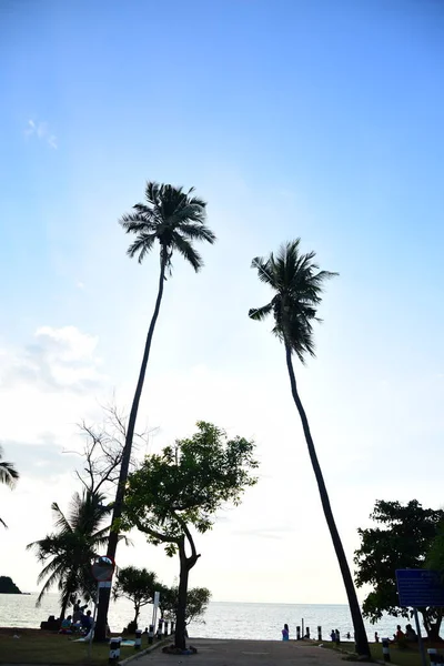 Silhouette Von Palmen Mit Blauem Himmel Hintergrund — Stockfoto