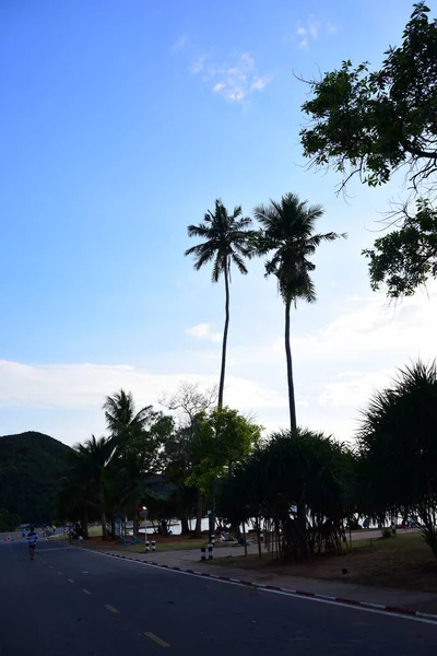 Silhouette Palmiers Avec Fond Bleu Ciel — Photo
