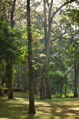 beautiful view of sunlit trees in green forest