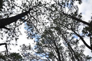  Çam ağaçlarının dalları mavi gökyüzüne karşı beyaz bulutlarla 