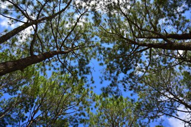  Çam ağaçlarının dalları mavi gökyüzüne karşı beyaz bulutlarla 