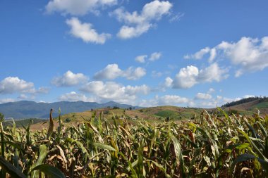 Tayland 'daki dağlarda mısır tarlaları olan güzel bir kırsal bölge..