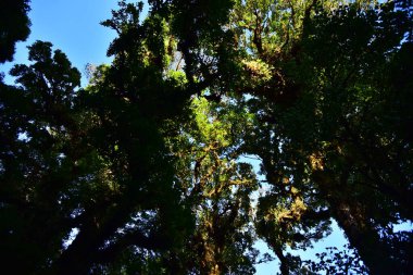 Bereketli yeşil ormanın sabah manzarası