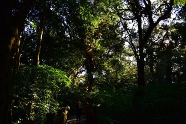 Bereketli yeşil ormanın sabah manzarası