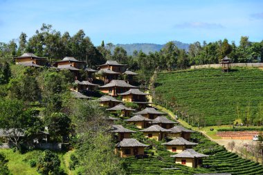 Lee Wine Ruk Thai Tatil Köyü, Ban Rak Thai 'de. Çay tarlasıyla çevrili Çin tarzı evler..