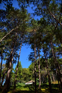 Çam ormanının ve mavi gökyüzünün güzel manzarası