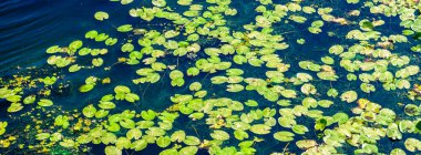 Nilüferler, yaratıcı arka plan. Nehir yüzeyinde zambaklar yüzüyor.