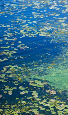 Nilüferler, yaratıcı arka plan. Nehir yüzeyinde zambaklar yüzüyor.