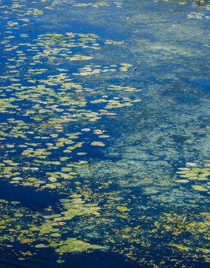 Nilüferler, yaratıcı arka plan. Nehir yüzeyinde zambaklar yüzüyor.