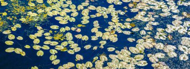 Nilüferler, yaratıcı arka plan. Nehir yüzeyinde zambaklar yüzüyor.