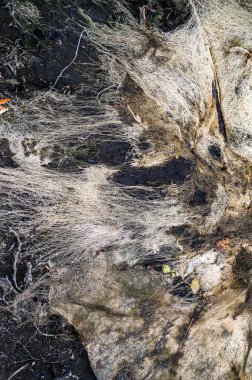 Nehir kıyısında ölü doğa kavramı. soyut arkaplan 