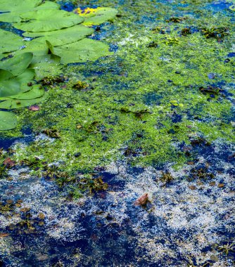 Nehir suyunun doğal yosun kirliliği 