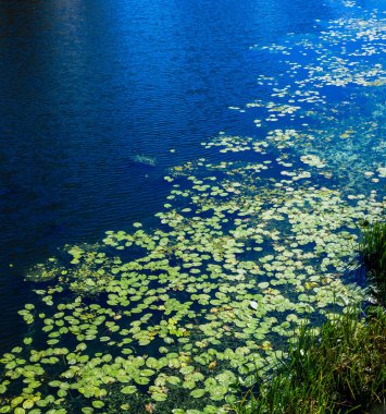Nilüferler yaz mevsimi. 