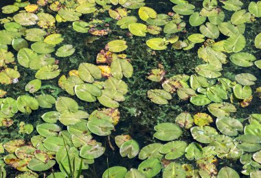 Nilüferler yaz mevsimi. 