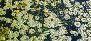 Nilüferler yaz mevsimi. 