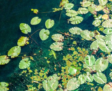 Nilüferler yaz mevsimi. 