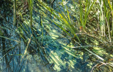 Nehir suyunun doğal yosun kirliliği 