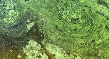 Nehir suyunun doğal yosun kirliliği 