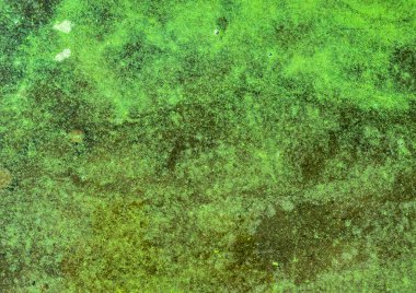 Nehir suyunun doğal yosun kirliliği 