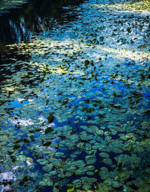 Yeşil su nilüferleri ve birkaç sarı çiçek koyu mavi sularda yüzüyorlar. Gökyüzünü ve bulutları yansıtıyorlar. Güzel bir doğal desen yaratıyorlar.