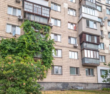 Bereketli yeşil sarmaşık zarif bir şekilde bir konut binasının ön cephesine tırmanır, kentsel çevreye biraz doğa katar, bej tuğla ve balkonlara karşı canlı bir kontrast yaratır.