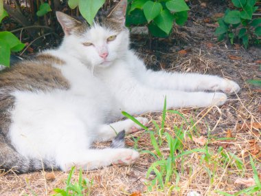 Bahçedeki yeşil yaprakların gölgesinde yerde dinlenen kahverengi benekli şirin beyaz kedi güneşli bir günde huzur dolu bir anın tadını çıkarıyor.
