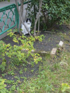 Sarı gözlü siyah ve beyaz kedi yeşil çitin yanında çimenli, çalılı ve küçük ağaçlı bir bahçede, dışarıda huzurlu bir anın tadını çıkarıyorlar.